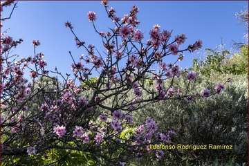 Manto de tonos blancos y rosas en Gran Canaria (Reportaje gráfico de Ildefonso Rodríguez)
